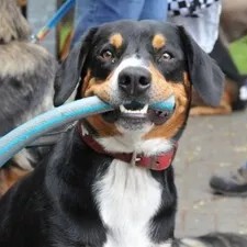 Die Tiermesse / die Hundemesse / Foto: © Astrid Krauß
